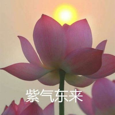 萌宠也疯狂手机版(暂未上线)v4.01.12 安卓版